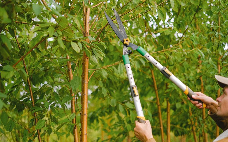 Tree trimming in Avoca, IN